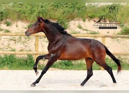 KWPN, Semental, 3 años, 170 cm, Castaño