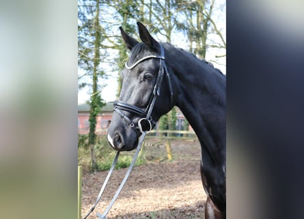 KWPN, Semental, 3 años, 170 cm, Negro