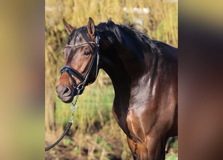 KWPN, Semental, 3 años, 172 cm, Castaño oscuro