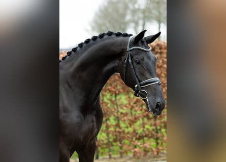 KWPN, Semental, 3 años, 172 cm, Negro