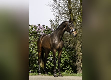 KWPN, Semental, 3 años, 174 cm, Castaño oscuro