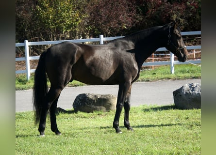 KWPN, Semental, 3 años, Castaño