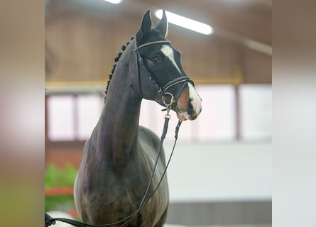 KWPN, Semental, 3 años, Castaño oscuro