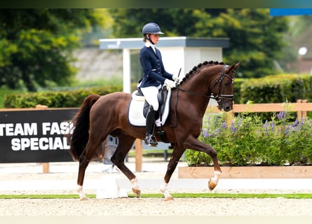 KWPN, Semental, 4 años, 165 cm, Castaño