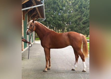 KWPN, Semental, 4 años, 168 cm, Alazán