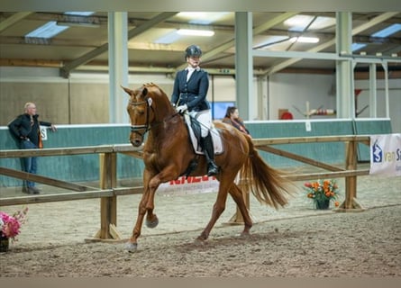 KWPN, Semental, 4 años, 170 cm, Alazán