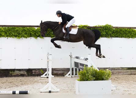 KWPN, Semental, 4 años, 173 cm, Morcillo