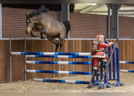 KWPN, Semental, 5 años, 164 cm, Castaño