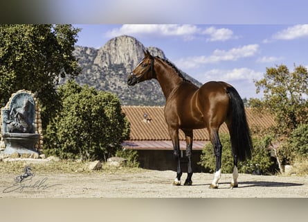 KWPN Mestizo, Semental, 5 años, 166 cm, Castaño claro