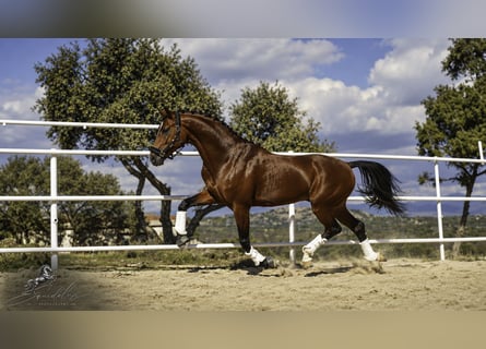 KWPN Mestizo, Semental, 5 años, 166 cm, Castaño claro