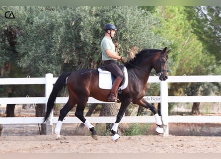 KWPN, Semental, 9 años, 172 cm, Castaño oscuro