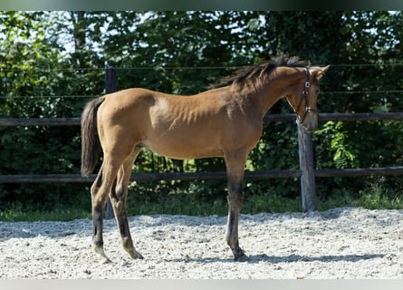 KWPN, Semental, Potro (04/2026), 170 cm