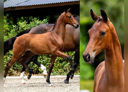 KWPN, Semental, Potro (04/2026), 172 cm, Castaño