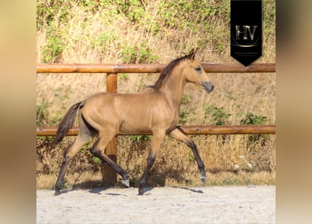 KWPN, Semental, Potro (01/2026), Buckskin/Bayo