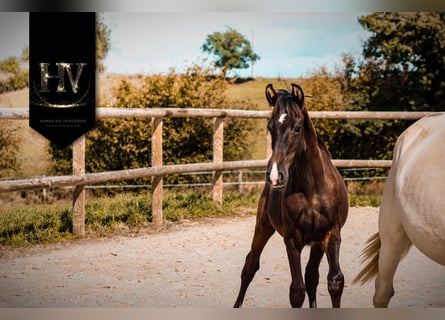 KWPN, Semental, Potro (03/2025), Negro