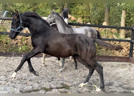 KWPN, Semental, Potro (04/2025), Negro