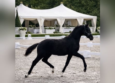 KWPN, Semental, Potro (04/2025), Negro