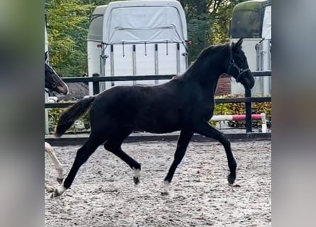 KWPN, Semental, Potro (04/2025), Negro