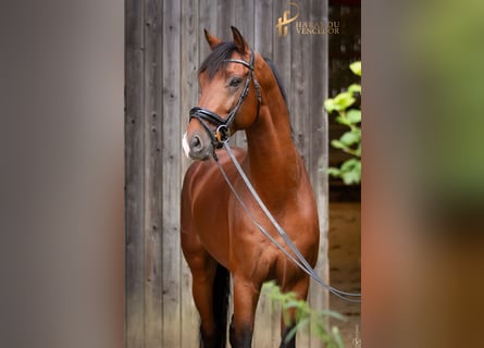 KWPN, Stallion, 10 years, 16,2 hh, Brown