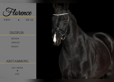 KWPN, Stallion, 14 years, 16,1 hh, Black