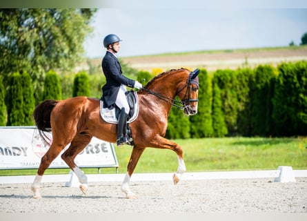 KWPN, Stallion, 14 years, 17 hh, Chestnut-Red