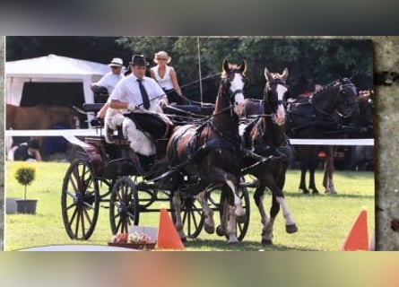 KWPN, Stallion, 16 years, 16,1 hh, Brown-Light