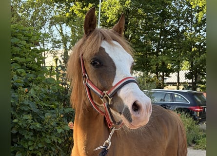 KWPN, Stallion, 1 year, 13.1 hh, Chestnut-Red