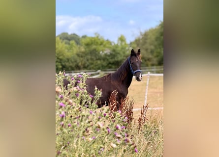 KWPN, Stallion, 1 year, 13.2 hh, Black