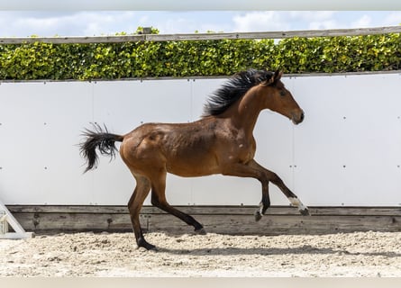 KWPN, Stallion, 1 year, 14.2 hh, Brown