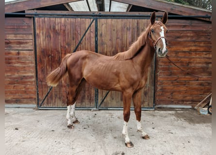 KWPN, Stallion, 1 year, 15.1 hh