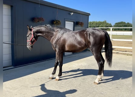 KWPN, Stallion, 1 year, 15.2 hh, Black