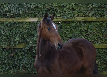 KWPN, Stallion, 1 year, 15,1 hh, Brown