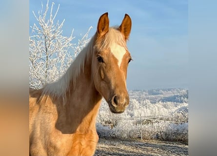 KWPN, Stallion, 1 year, 16 hh, Palomino