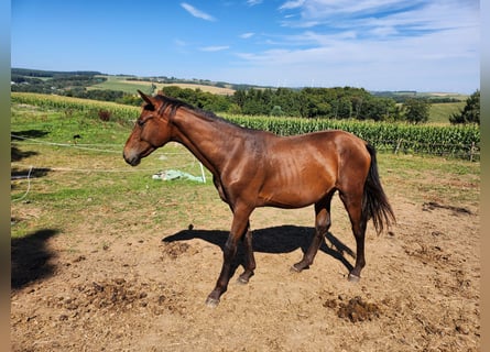 KWPN, Stallion, 1 year, 16,2 hh, Brown-Light