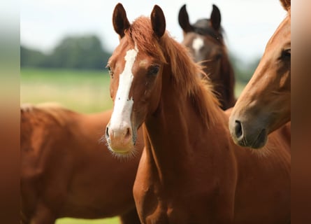 KWPN, Stallion, 1 year, 16,2 hh, Chestnut-Red