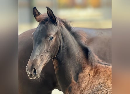 KWPN, Stallion, 1 year, Black