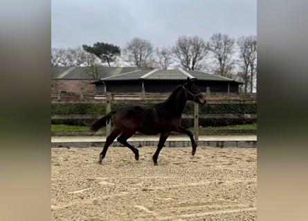 KWPN, Stallion, 1 year, Brown