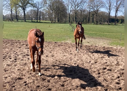 KWPN, Stallion, 1 year, Brown