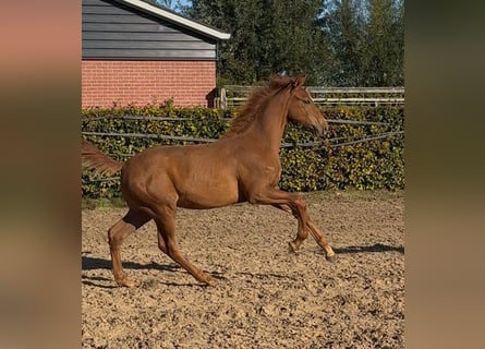 KWPN, Stallion, 1 year, Chestnut-Red