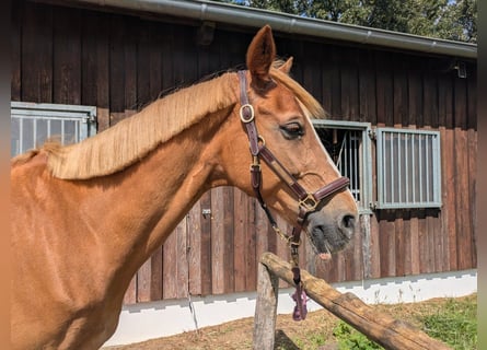 KWPN, Stallion, 21 years, 16 hh, Chestnut-Red