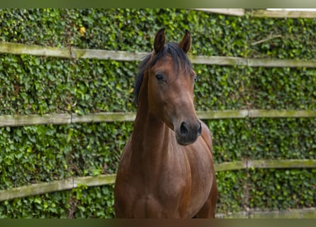 KWPN, Stallion, 2 years, 15.2 hh, Brown