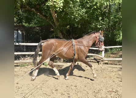 KWPN, Stallion, 2 years, 15.2 hh, Chestnut