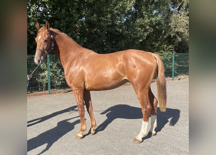 KWPN, Stallion, 2 years, 15,3 hh, Chestnut-Red