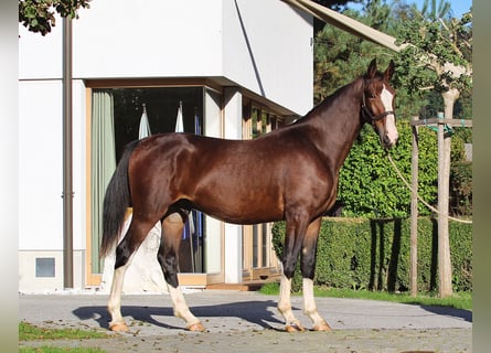 KWPN, Stallion, 2 years, 16.1 hh, Brown