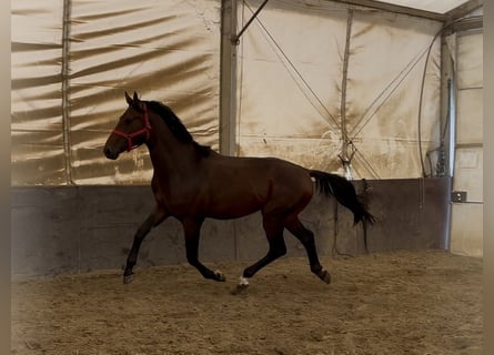 KWPN, Stallion, 2 years, 16.1 hh, Brown KWPN, Stallion, 2 years, 16.1 hh, Brown