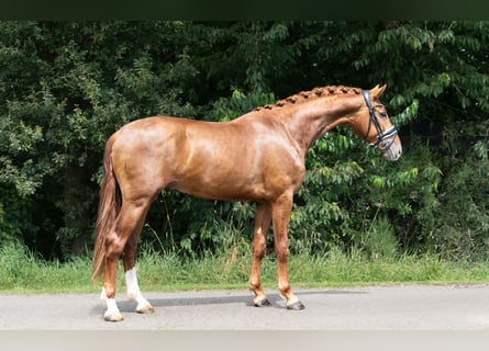 KWPN, Stallion, 2 years, 16,1 hh, Chestnut-Red