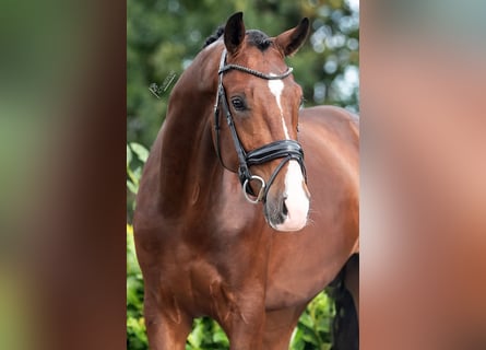 KWPN, Stallion, 2 years, 16,2 hh, Brown