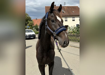 KWPN, Hengst, 2 Jahre, 16 hh, Dunkelbrauner