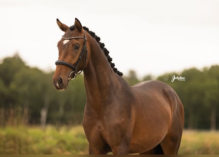KWPN, Stallion, 2 years, 16 hh, Brown