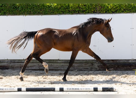 KWPN, Stallion, 2 years, 16 hh, Brown